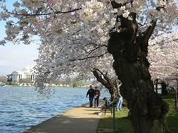 Jefferson Memorial2.jpg